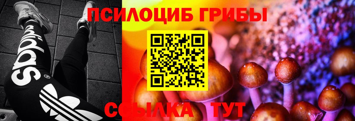 Тулун  Галлюциногенные грибы Cubensis  Вход с VPN 